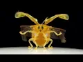 Ruby Gold Tortoise Beetle walking and taking off in Slow Motion