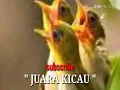 Lagu masteran gacuk G12 pleci nembak ziper wit wit nobita sejalur terbaru