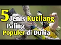 Download Lagu 5 Jenis Burung Kutilang Paling populer di dunia