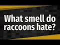 What smell do raccoons hate