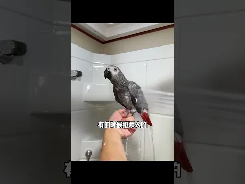 当小猫被鹦鹉骂的一点脾气没有了 #萌宠出道计划 #动物的迷惑行为 #萌宠 #shorts