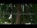 Download Lagu KEKAYAAN YANG SEMENTARA(sesal) - Trailer