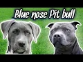 How to know if you have a REAL Blue Nose Pit bull
