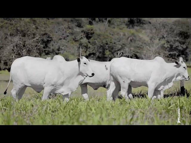 4 Novilhas Nelore P.O.