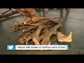 Unique tree exhibit at Buffalo Arts Studio