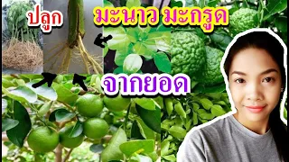 วิธีปลูกมะกรูด วิธีปลูกมะนาว ปลูกมะกรูด มะกรูดจากยอด มะนาวจากยอด ด้วยการควบแน่น ติด 100%