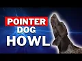 Hear the Incredible Howling of a German Shorthaired Pointer - Click to Watch