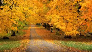 نشيدة أغرى امرؤ يوما غلاما جاهلا 