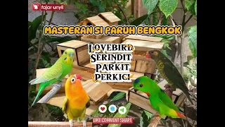 suara burung masteran si paruh bengkok lovebird serindit parkit perkici