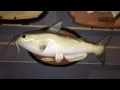 Bad to the bone cool catfish