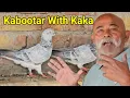 Lagu Kabootar With Nanu Kaka | Akbar Shamsi Pigeon Loft Jaipur | Silver Bajre Kabootar by Sabri's