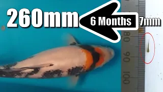 LOOK I GREW an EGG to 27cm SHOWA in 6 MONTHS