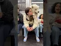 Lagu My dog rides the subway in a HUGE backpack! #samoyed #dog #shorts