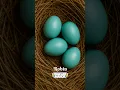 Download Lagu Count to ten with EGGS!🪺 #preschool #kidssongs #kidsvideo #counting