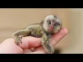Smallest monkey in the world Finger monkey Facts about Pygmy marmoset