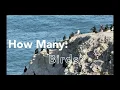 The Birds of Shell Beach