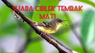 Download Suara burung ciblek tembak mati MP3