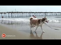 OBX Daydream Dog Friendly Vacation Homes