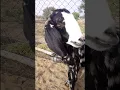 Download Lagu Bakri Ki Awaaz In Goat Farm | Goat Sounds| #hentogoatdurrani