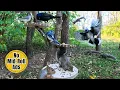 Entertain Your Pets with Squirrels Birds 10 Hours of Uninterrupted Cat TV Dog TV Nature