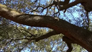 Pollen Problem