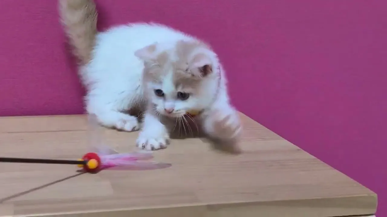 動画