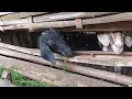 Download Lagu Goat Farming in the Countryside 🐐 | A Source of Income and Simplicity