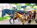 Download Lagu Lagu anak indonesia~lagu naik delman istimewa~lagu duwa mata saya~lagu anak balita.