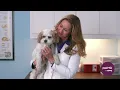 How To Treat and Prevent Hot Spots | PetMD