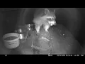 Trailcam 043 Racoon feeding at night part 5