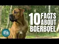 10 Facts About the Boerboel Dogs 101 - Boerboel