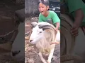 Download Lagu MANTAP NIH BOCIL⁉️ BISA NUNGGANG DOMBA GARUT #viral #trendingshorts #shorts