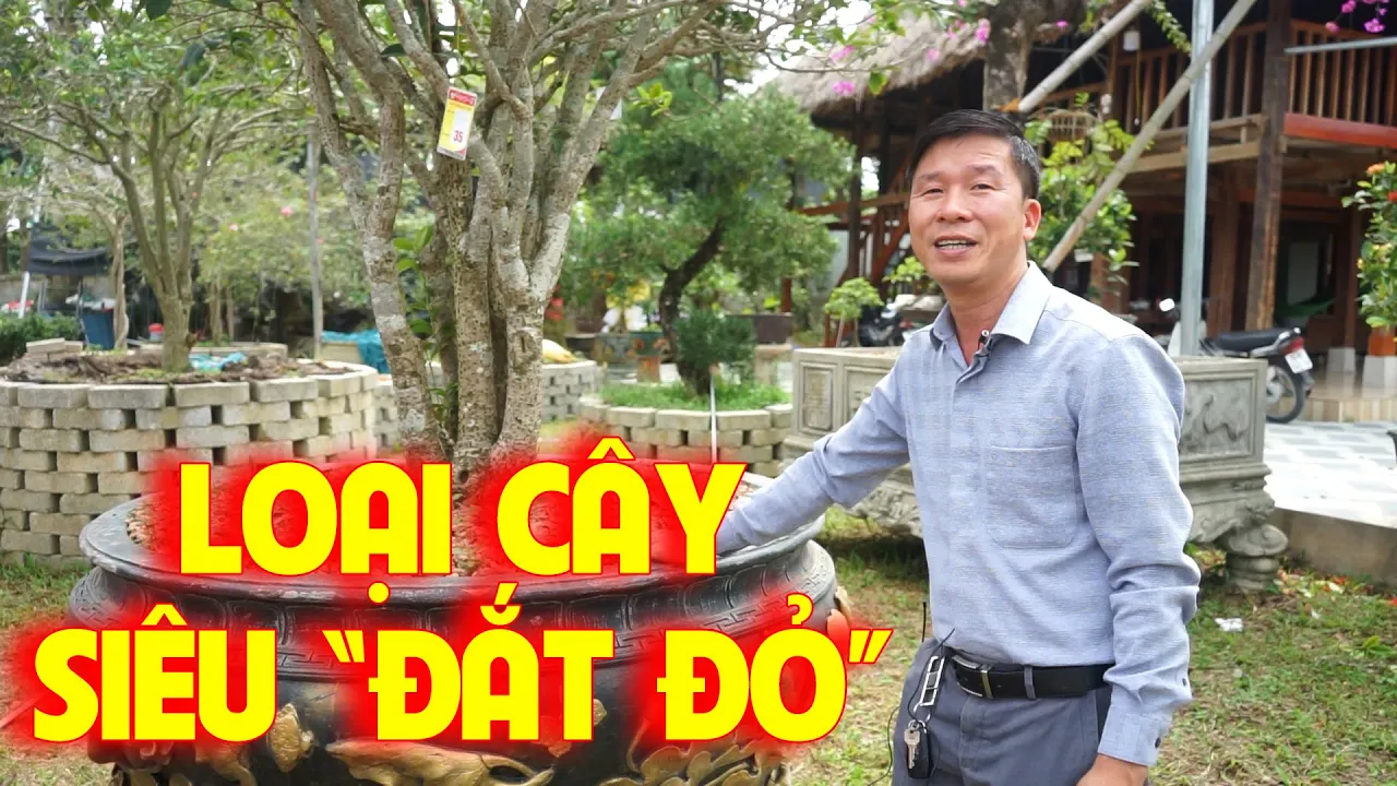Cây Cảnh 'Vua' Ở Việt Nam: Anh Giám Đốc Trẻ Kiếm Tỷ Nhờ Mô Hình Này