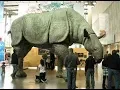 20 Of The Biggest Cenozoic Land Animals