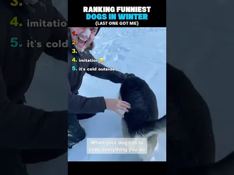 Ranking Funniest Dogs In Winter Clips