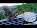 Download Lagu Squirrels' reactions to soup turned into porridge
