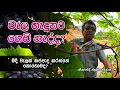 Lagu මිදි වැලක් කප්පාදු කරන්නේ කොහොමද? / Shall we prune a grapevine? @ThilakKandegama