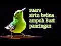 Download Lagu Kicoan Sirtu Betina Ngekrek Tepat Buat Pancingan