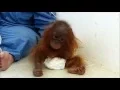 Lagu IAR releases distressing video of baby orangutan traumatised by years kept as a pet.