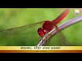 Morning Raag Nat Bhairav by Pandit Ajay Prasanna II पंडित अजय प्रसन्ना राग नट भैरव II सुरीली बांसुरी