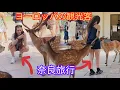Download Lagu 観光客が鹿の頭を撫でている。唯一無二の奈良公園 鹿と観光客共存の休憩所 奈良公園 日本 Nara 🫎 park Japan 