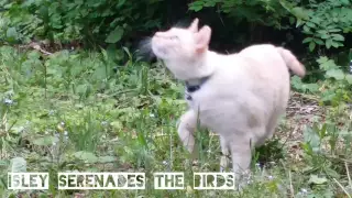 Funny Adopted Flamepoint Siamese Cat Chatters to His Bird Bros