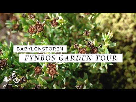 Download MP3 Babylonstoren Fynbos Garden - The Cape Floral Kingdom