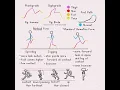 Run Cycles Animation Tutorial - Please work Youtube