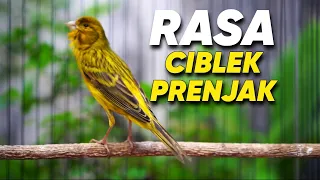 canary bird chirping with warbler wren sounds perfect for training young canaries to learn to sing