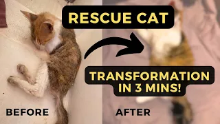 Sailboat saves cat from uninhabited island [Ep. 74]