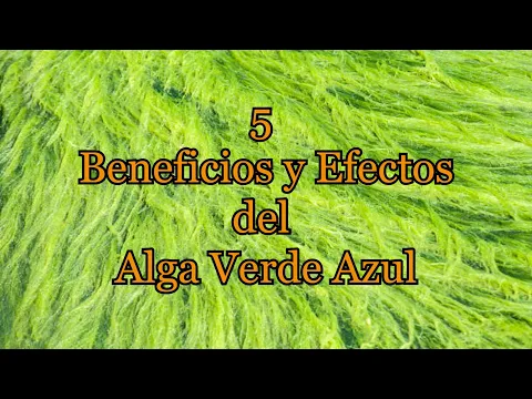 Download MP3 5 Beneficios y Efectos del Alga verde azul