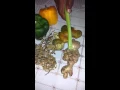 The 21 day mucusless diet Be disease free