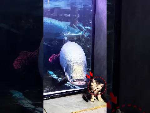Piranha Attacks a Cat 😱🐱