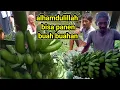 Download Lagu panen pisang kepok dan pisang barangan